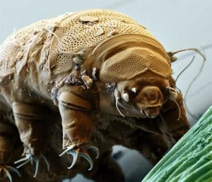 Photo d'un tardigrade